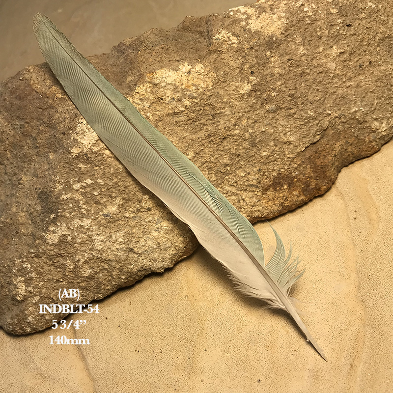 (image for) INDBLT-54 Indian Blue Ringneck Tail Feather
