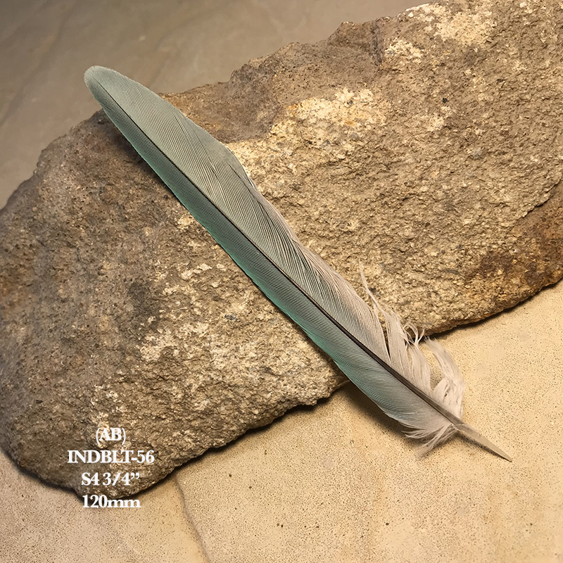(image for) INDBLT-56 Indian Blue Ringneck Tail Feather