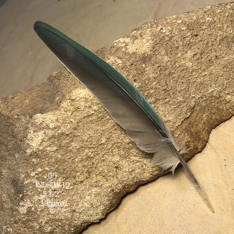 (image for) INDBLW-10 Indian Blue Flight Wing Feather - Click Image to Close