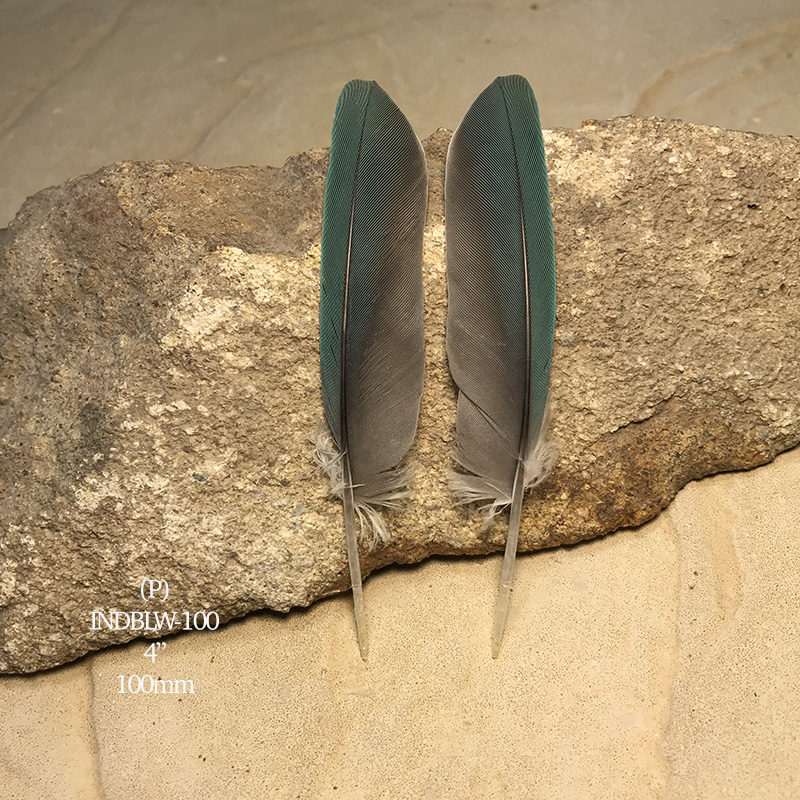 (image for) INDBLW-100 Indian Blue Primary Wing Feathers