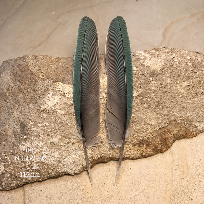 (image for) INDBLW-102 Indian Blue Primary Wing Feathers