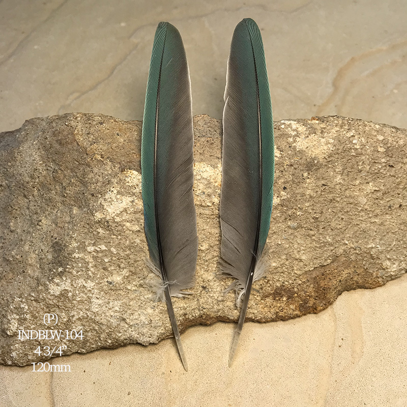 (image for) INDBLW-104 Indian Blue Primary Wing Feathers - Click Image to Close