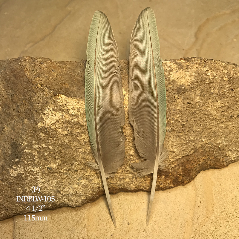 (image for) INDBLW-105 Indian Blue Primary Wing Feathers