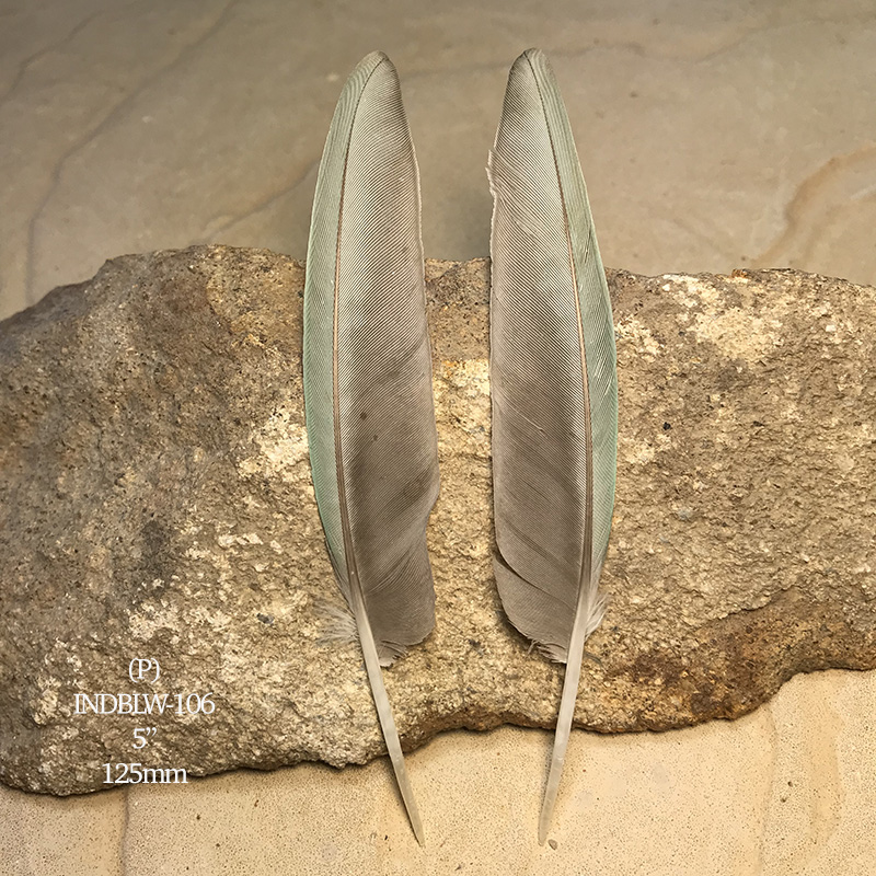 (image for) INDBLW-106 Indian Blue Primary Wing Feathers