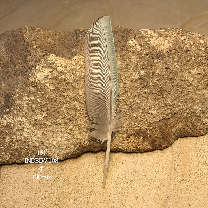 (image for) INDBLW-108 Indian Blue Primary Wing Feather