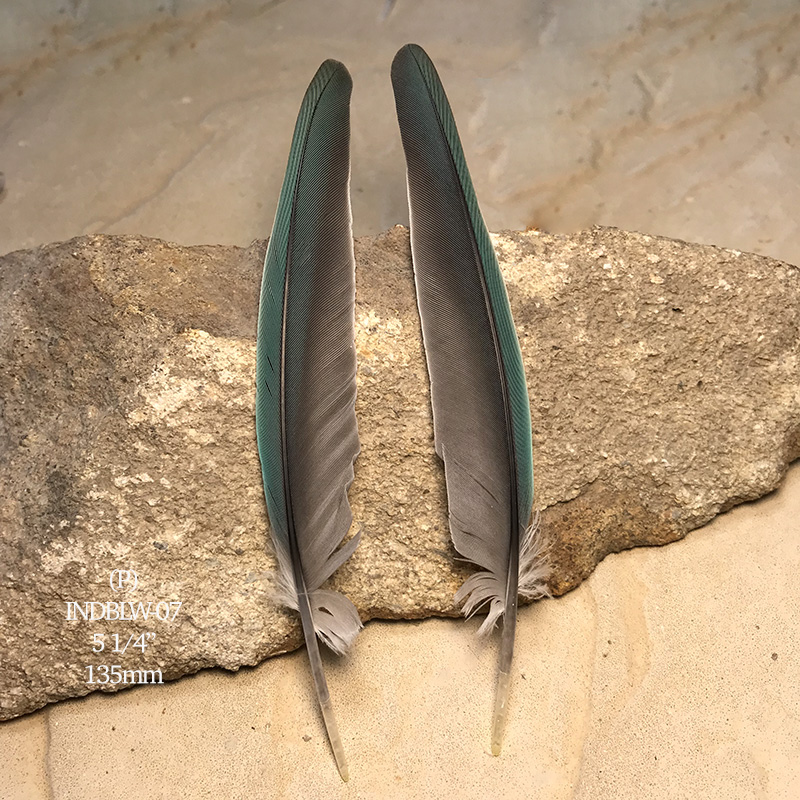 (image for) INDBLW-07 Indian Blue Flight Wing Feathers
