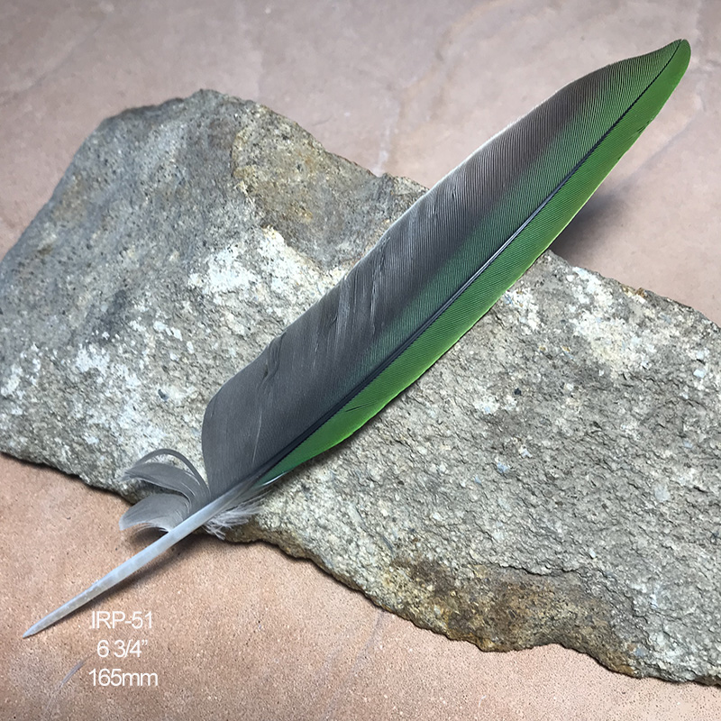 (image for) IRW-51 Indian Ringneck Flight Wing Feather