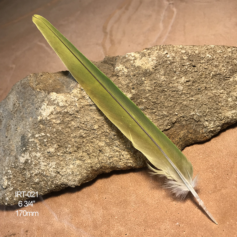 (image for) IRT-021 Indian Ringneck Tail Feather