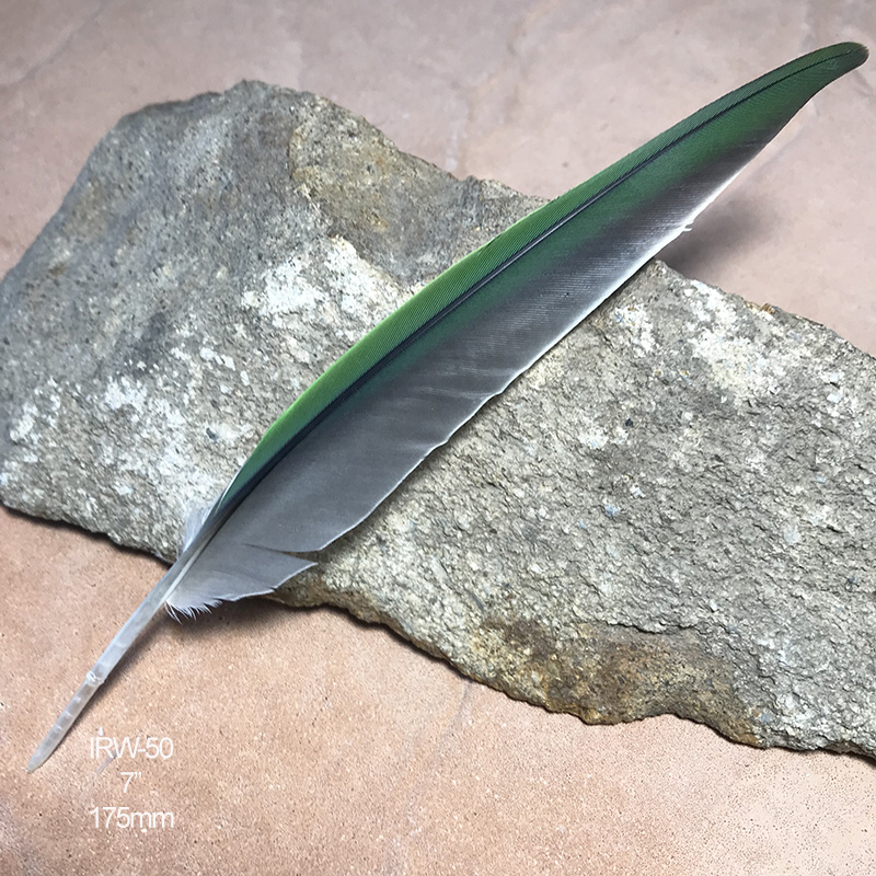 (image for) IRW-50 Indian Ringneck Flight Wing Feather