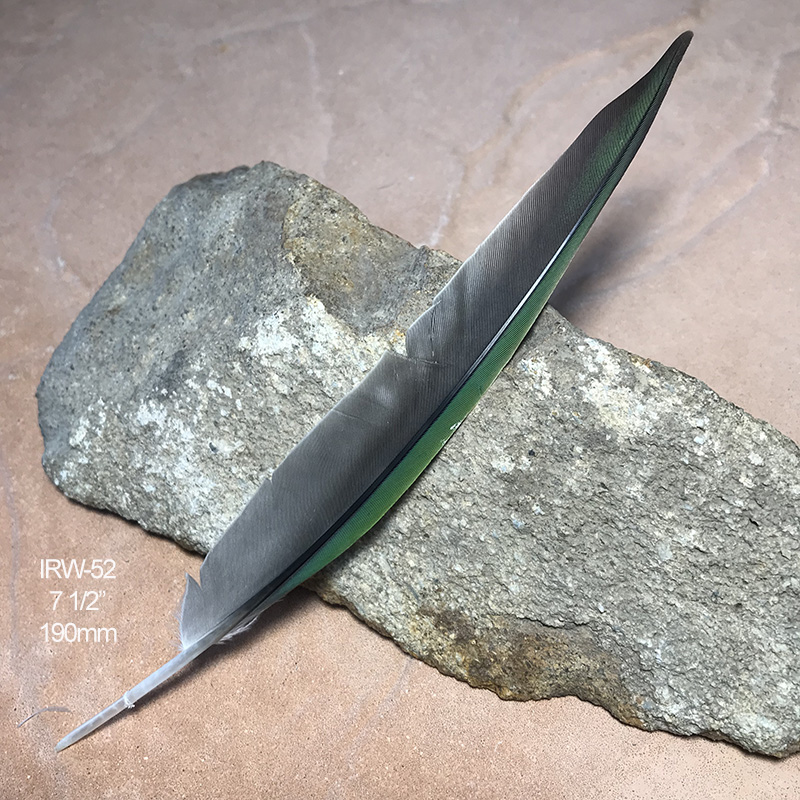 (image for) IRW-52 Indian Ringneck Flight Wing Feather