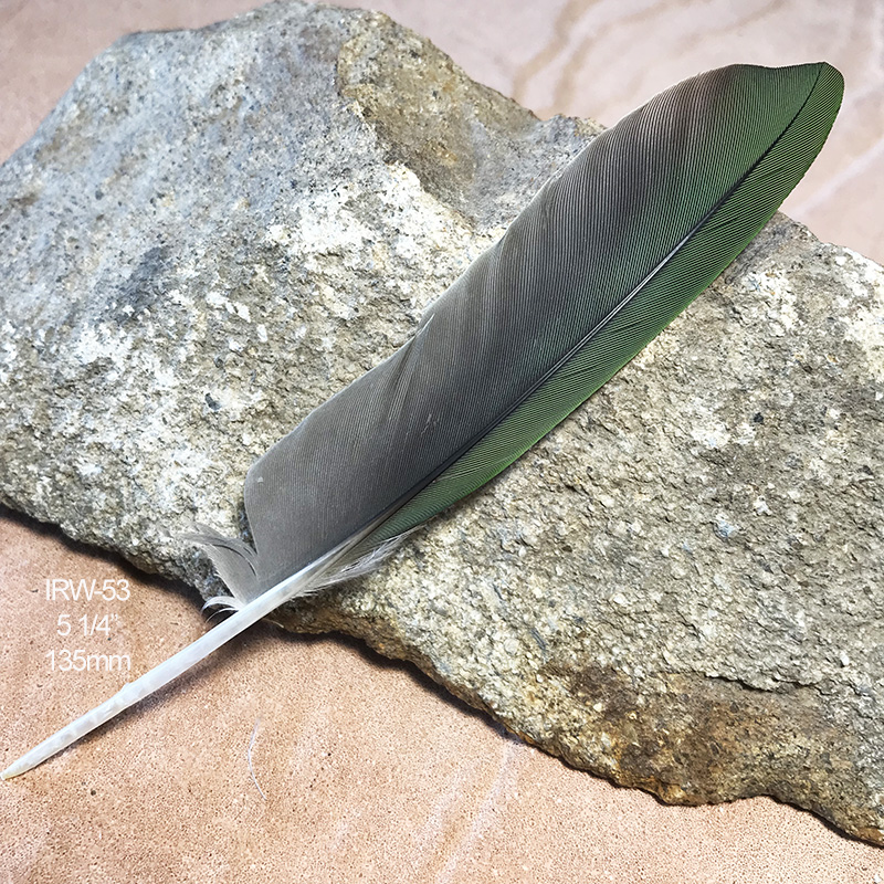 (image for) IRW-53 Indian Ringneck Primary Wing Feather - Click Image to Close