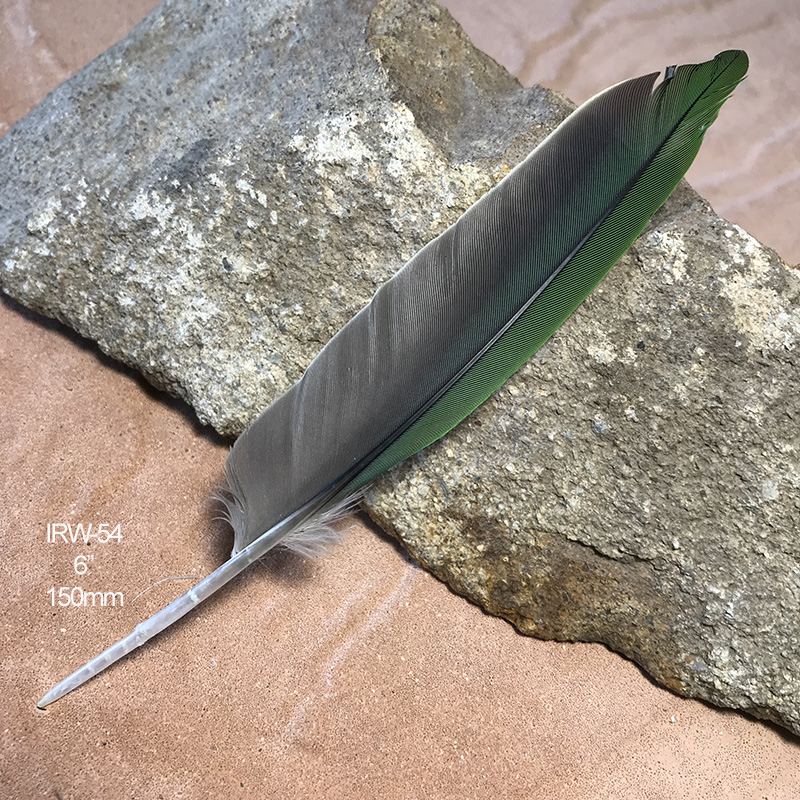 (image for) IRW-54 Indian Ringneck Primary Wing Feather