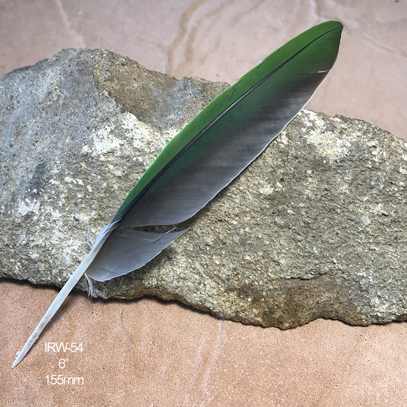 (image for) IRW-55 Indian Ringneck Primary Wing Feather