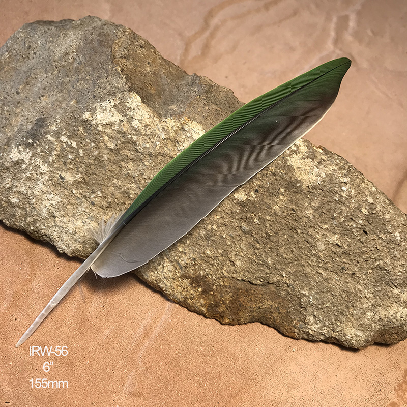 (image for) IRW-56 Indian Ringneck Primary Wing Feather