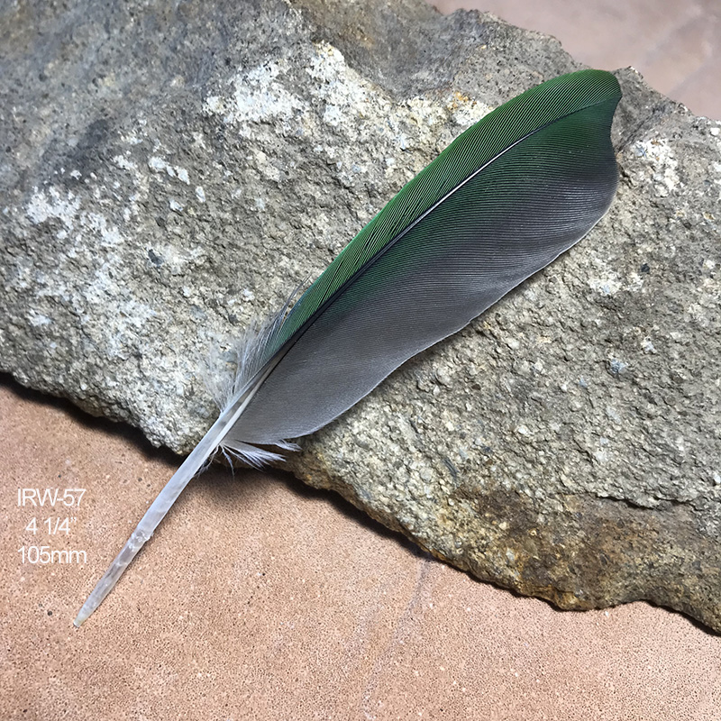 (image for) IRW-57 Indian Ringneck Secondary Wing Feather