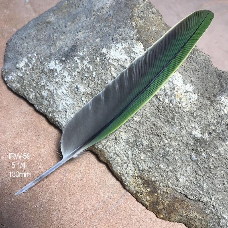 (image for) IRW-59 Indian Ringneck Secondary Wing Feather - Click Image to Close