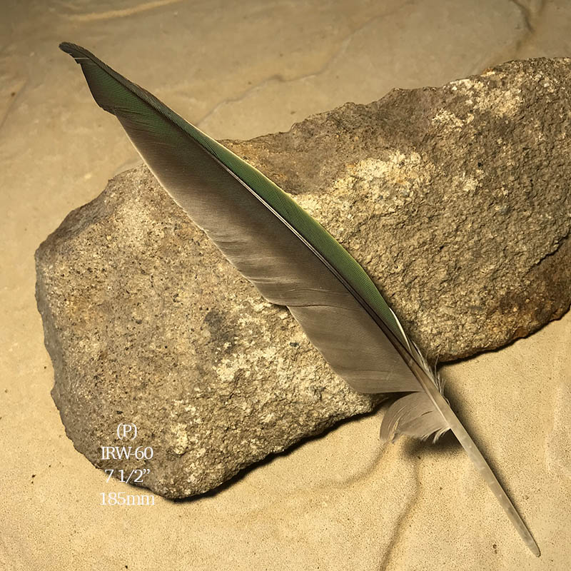 (image for) IRW-60 Indian Ringneck Primary Wing Feather