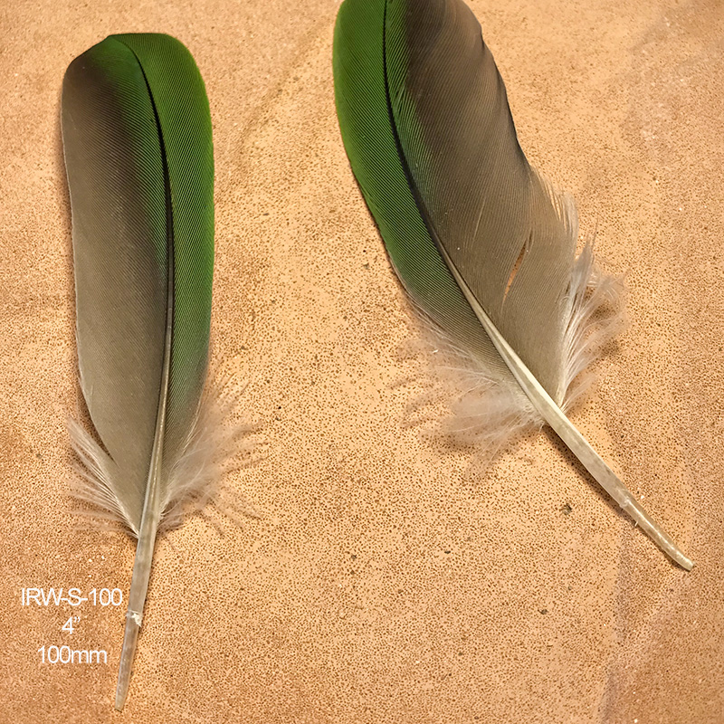 (image for) IRW-S-100 Indian Ringneck Shoulder Wing Feathers