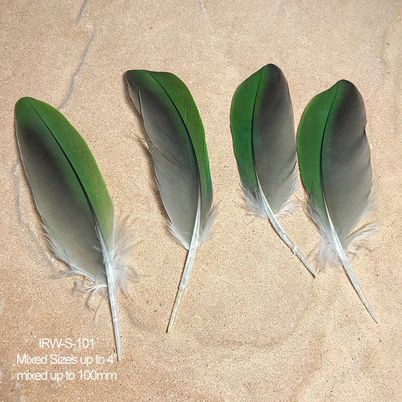 (image for) IRW-S-101 Indian Ringneck Shoulder Wing Feathers