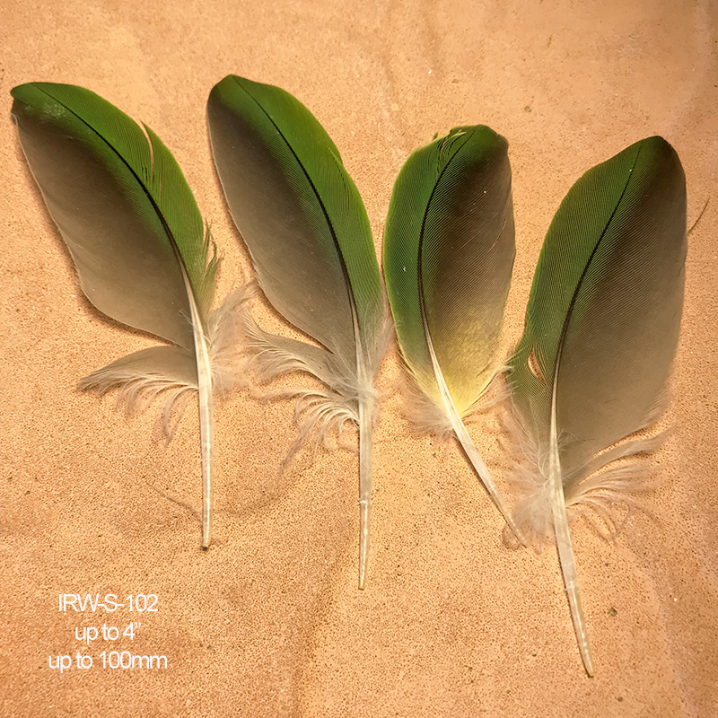 (image for) IRW-S-102 Indian Ringneck Shoulder Wing Feathers