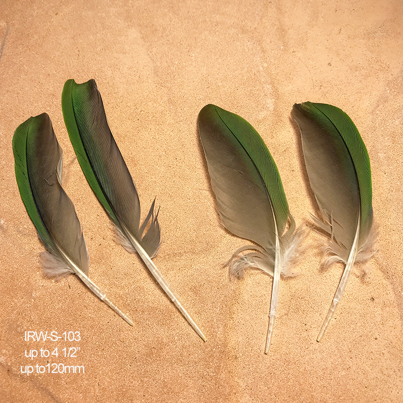 (image for) IRW-S-103 Indian Ringneck Shoulder Wing Feathers
