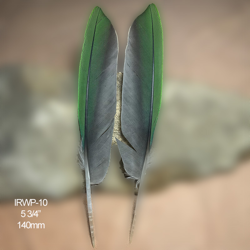 (image for) IRWP-10 Indian Ringneck Primary Wing Feathers Pair