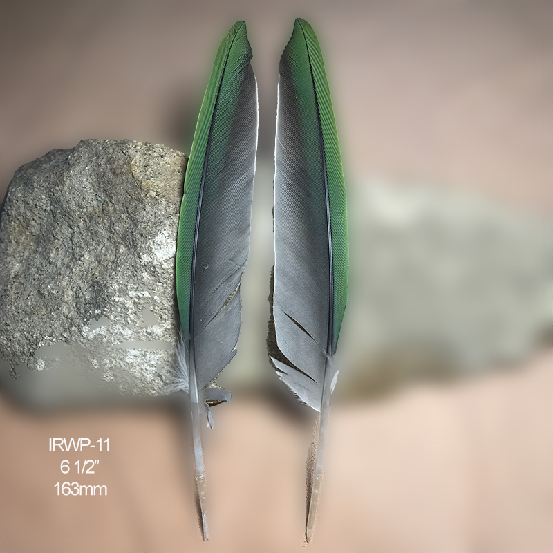 (image for) IRWP-11 Indian Ringneck Primary Wing Feathers Pair