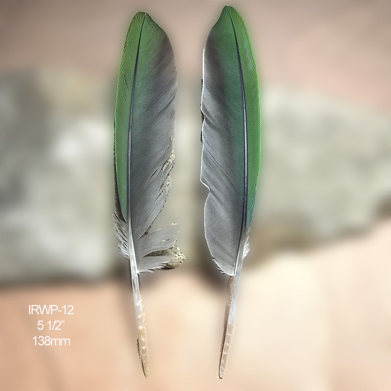 (image for) IRWP-12 Indian Ringneck Primary Wing Feathers Pair