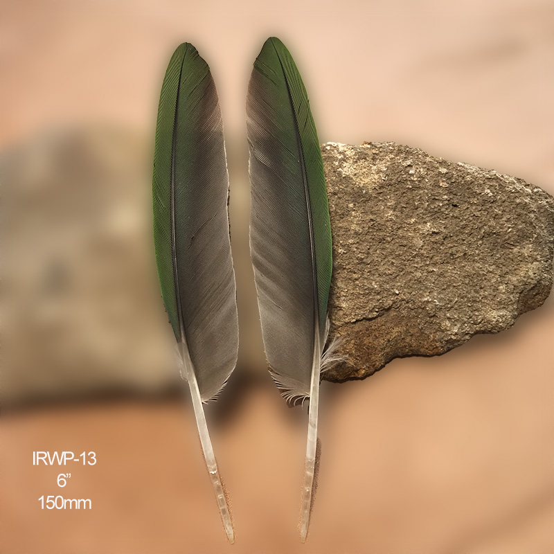 (image for) IRWP-13 Indian Ringneck Primary Wing Feathers Pair