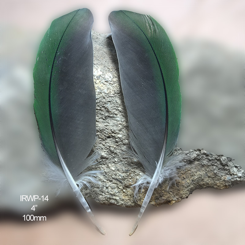 (image for) IRWP-14 Indian Ringneck Secondary Wing Feathers Pair