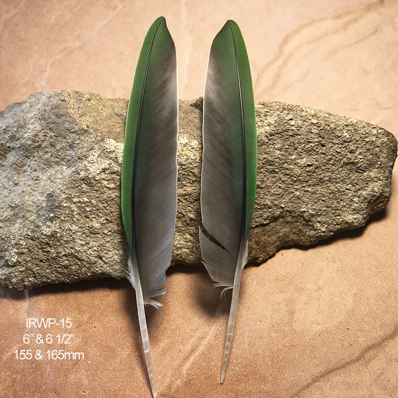 (image for) IRWP-15 Indian Ringneck Primary Wing Feathers Pair