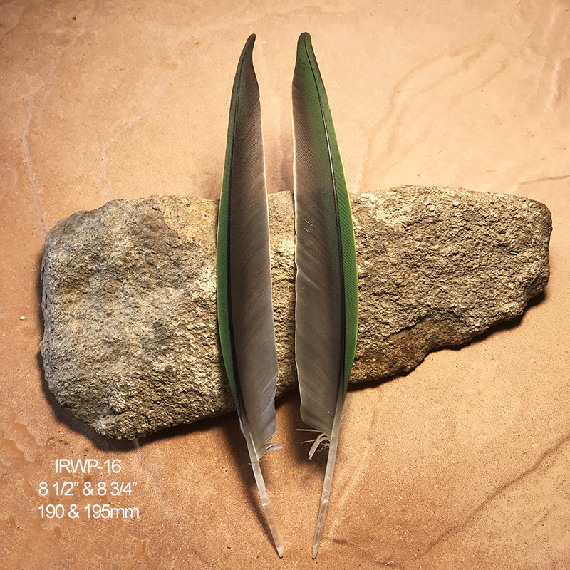 (image for) IRWP-16 Indian Ringneck Flight Wing Feathers Pair