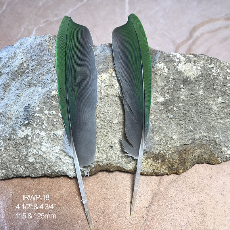 (image for) IRWP-18 Indian Ringneck Primary Wing Feathers Pair