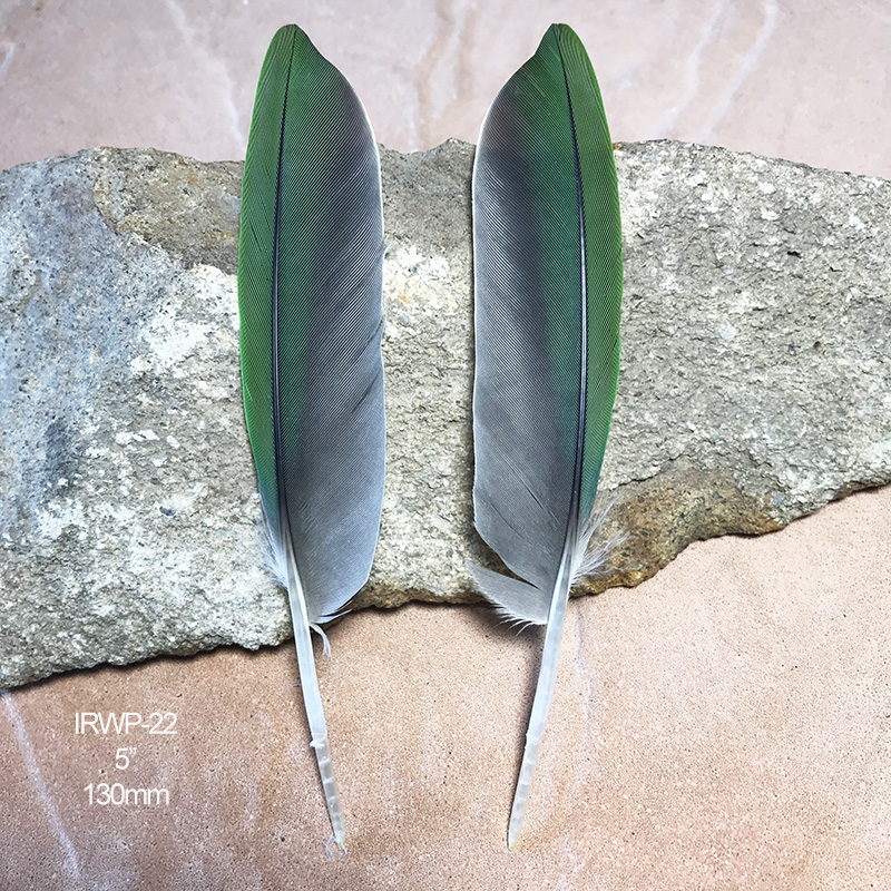 (image for) IRWP-22 Indian Ringneck Primary Wing Feathers Pair