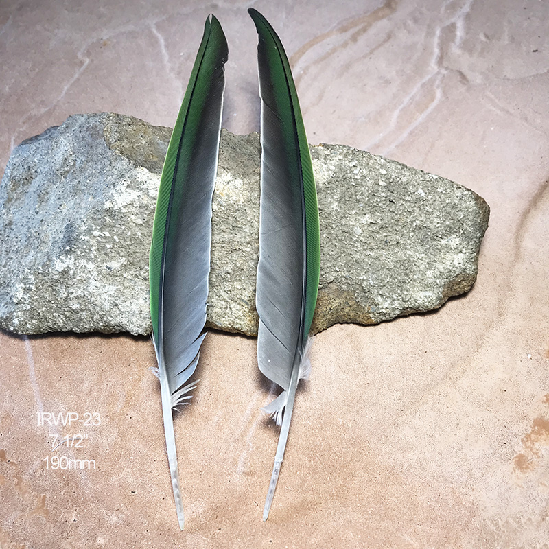 (image for) IRWP-23 Indian Ringneck Flight Wing Feathers Pair - Click Image to Close