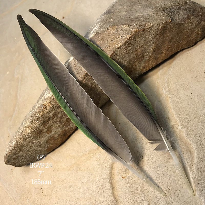 (image for) IRWP-24 Indian Ringneck Flight Wing Feathers Pair