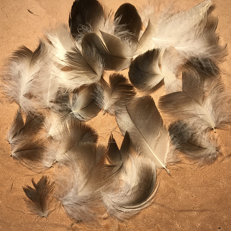 (image for) Jabiru Plumage Feathers x 20
