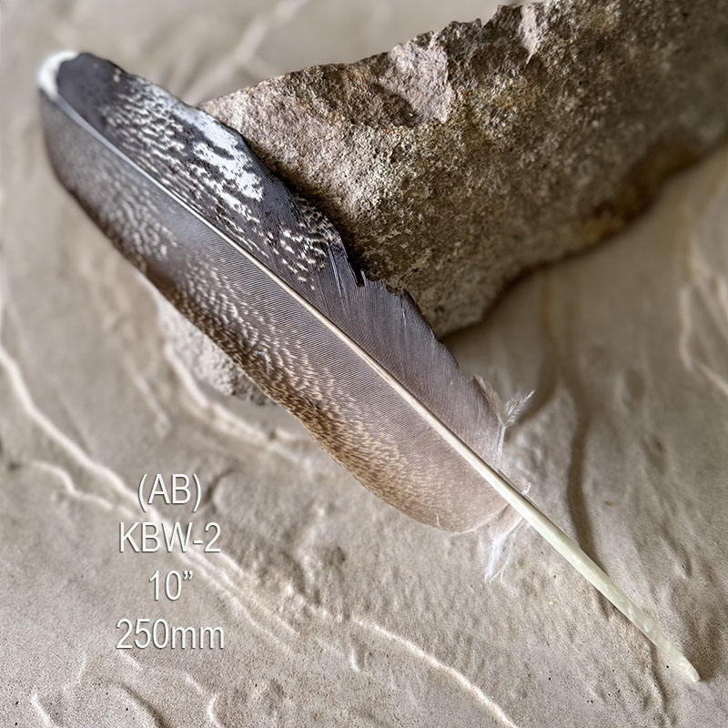 (image for) KBW-2 "Rare" Kori Bustard Wing Feather