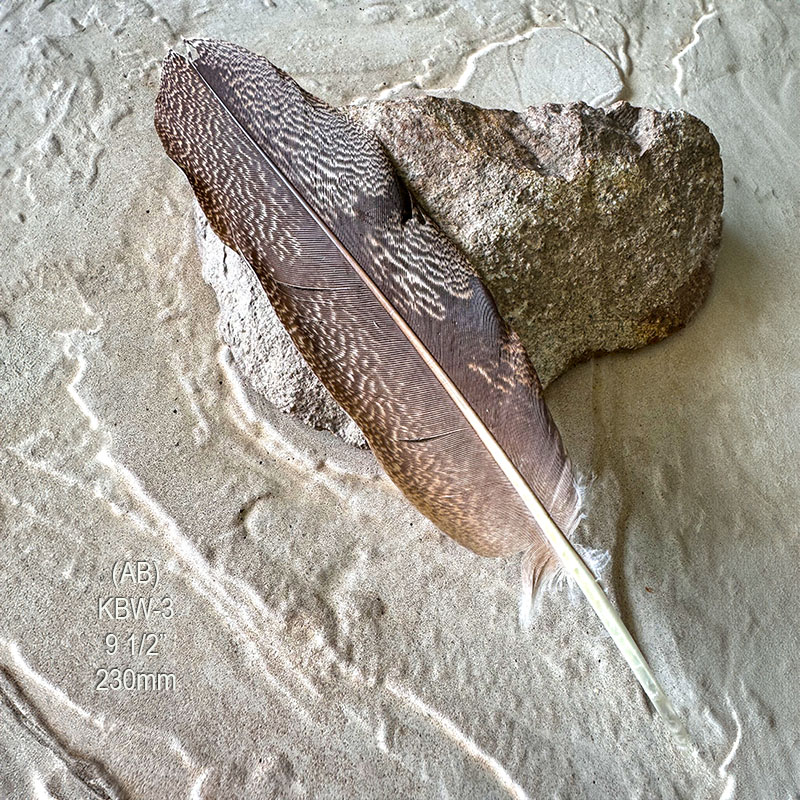 (image for) KBW-3 "Rare" Kori Bustard Wing Feather