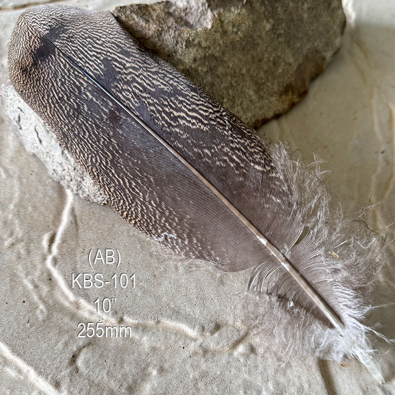 (image for) KBS-101 "Rare" Kori Bustard Shoulder Feather