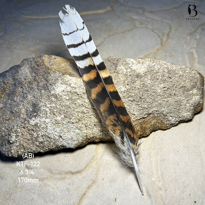 (image for) KTF-122 Laughing Kookaburra Tail Feather - Click Image to Close