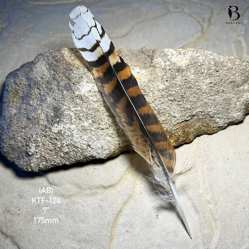 (image for) KTF-124 Laughing Kookaburra Tail Feather - Click Image to Close