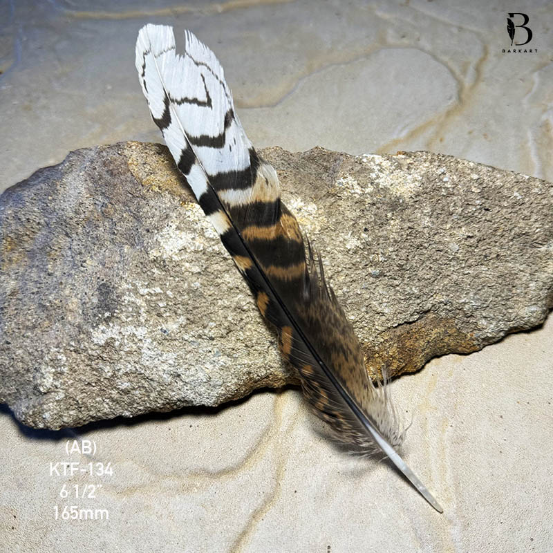 (image for) KTF-134 Laughing Kookaburra Tail Feather