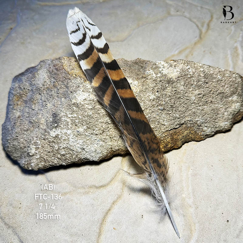 (image for) KTF-136 Laughing Kookaburra Tail Feather