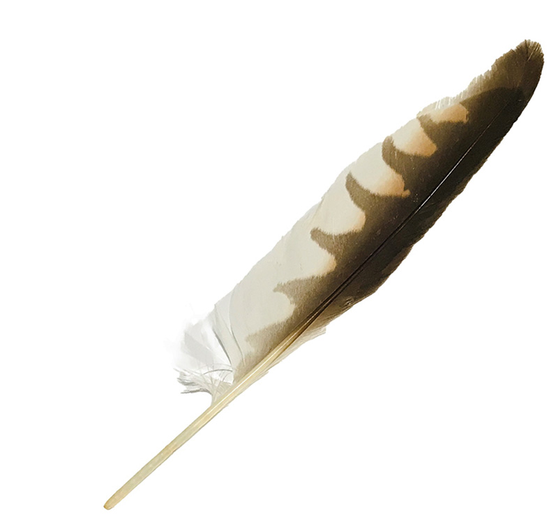 (image for) Nankeen Kestrel Wing Feathers