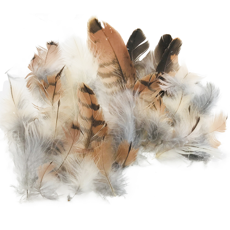 (image for) Nankeen Kestrel Plumage Feathers