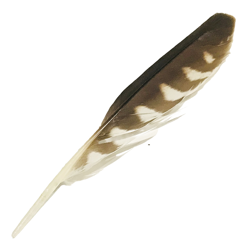 (image for) #13 Nankeen Kestrel Primary Wing Feather