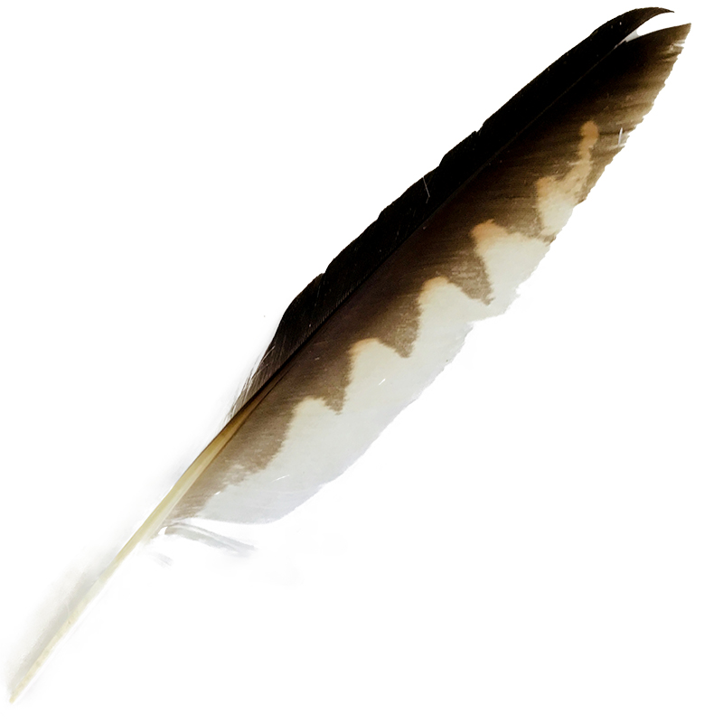 (image for) #17 Nankeen Kestrel Primary Wing Feather