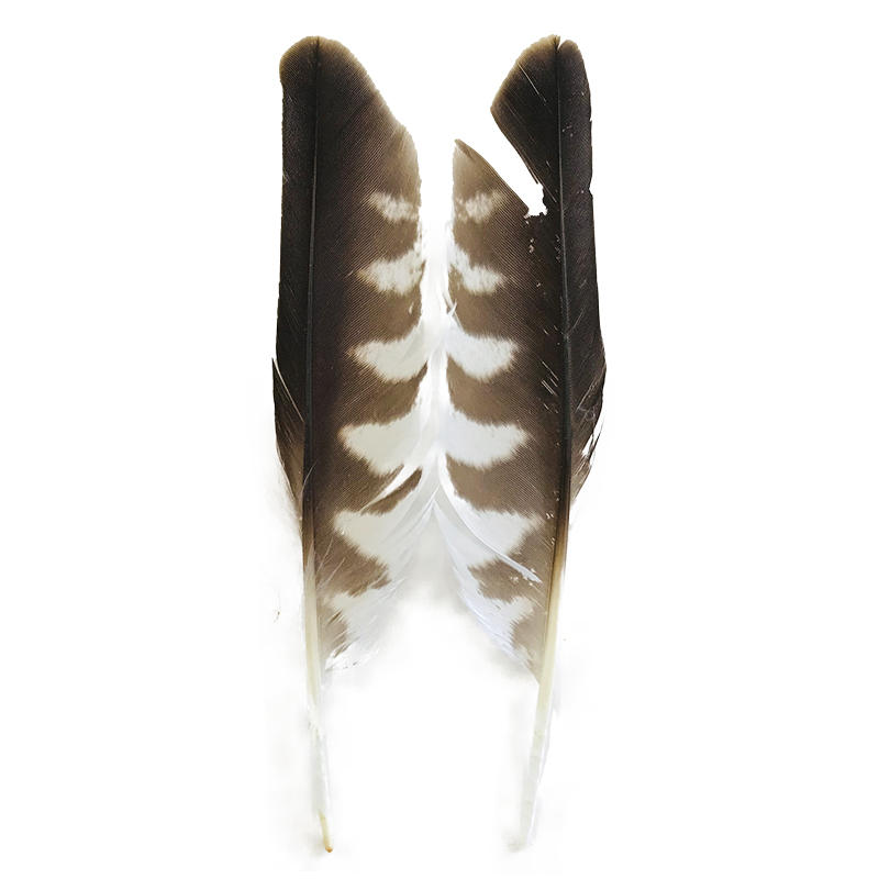 (image for) #51 Nankeen Kestrel Secondary Wing Feathers