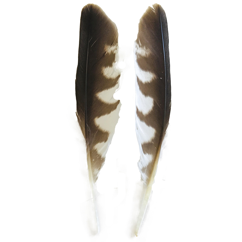 (image for) #53 Nankeen Kestrel Secondary Wing Feathers